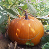 Big Max Pumpkin Seeds (Organic)