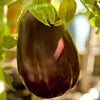 Black Beauty Eggplant Seeds (Organic)