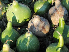 Bradshaw's Birdhouse Gourd