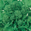 Rapini Broccoli Seeds (Organic)