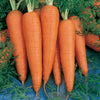 Danvers Carrot Seeds (Organic)