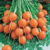 Parisian Carrot Seeds (Organic)