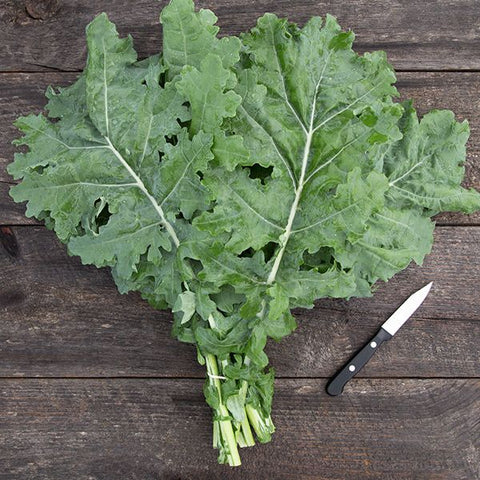 White Russian Kale