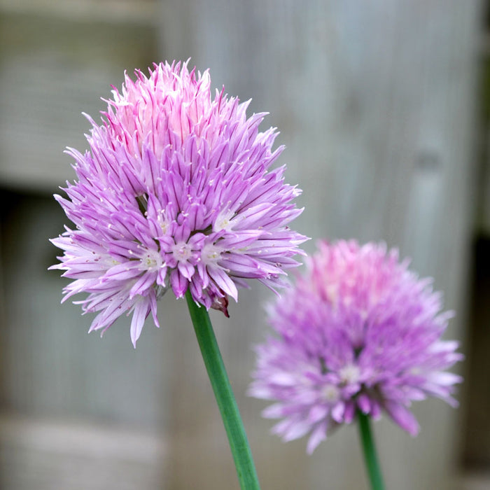 Organic Chives, Common