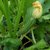 Cocozelle Summer Squash Seeds (Organic)