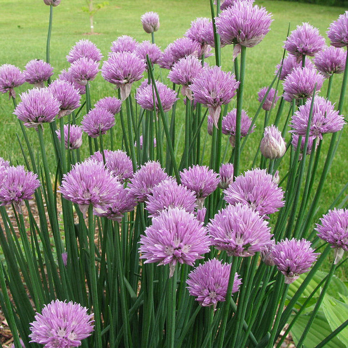 Organic Chives, Common