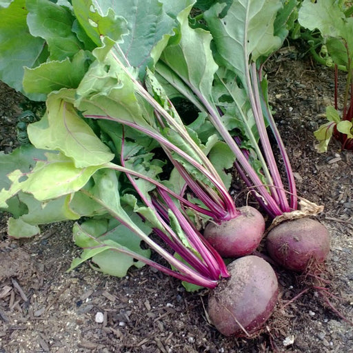 Freshly harvested beets with vibrant green leaves and reddish-purple stems lying on dark garden soil. Organic root vegetables.