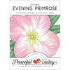 Evening Primrose, Showy (pack)