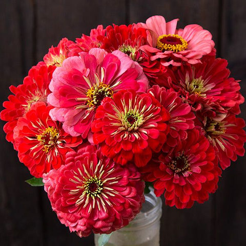 Giant Coral Zinnia