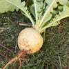Golden Globe Turnip Seeds (Organic)