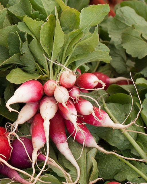 Crisp red and white radishes with vibrant green leaves, fresh garden produce.