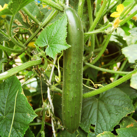 Green Finger Cucumber Seeds (Organic)