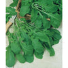 Arugula Greens Seeds (Organic)