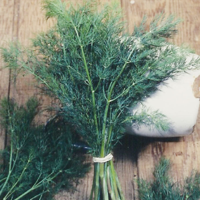 Organic Dill, Mammoth