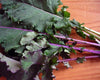 Lacinato Rainbow Mix Kale
