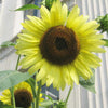 Organic Sunflower, Lemon Queen (pack)