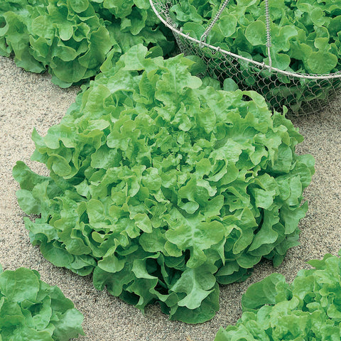 Green Salad Bowl Lettuce Seeds (Organic)