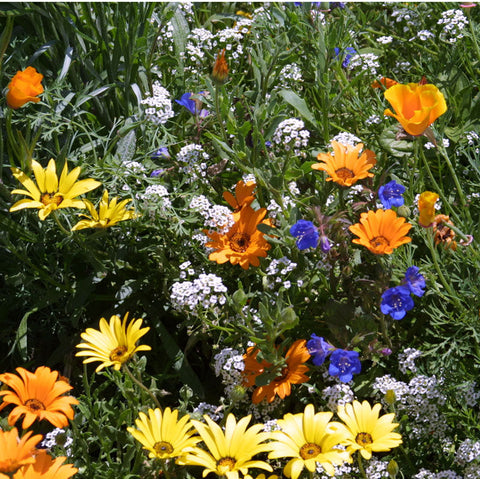Low Growing Wildflower Mix (pack)