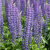 Lupine, Arroyo Blue (pack)
