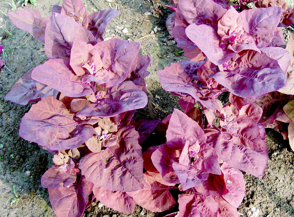 Magenta Magic Orach
