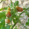 Midnight Pear Tomato Seeds (Organic)