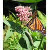 Peaceful Valley Save the Monarch Kit - Southeast (1/8 lb)