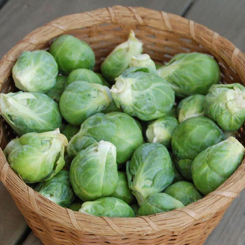 Nautic F1 Brussels Sprouts