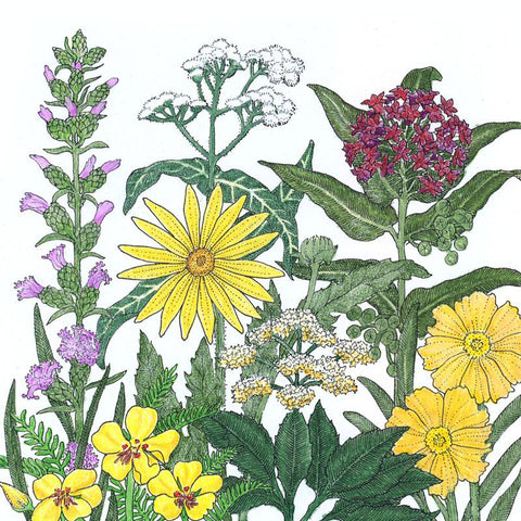 Northeast Native Wildflower Mix (1/4 lb)