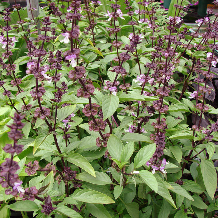 Organic Basil, Thai (pack)
