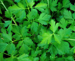 Dark Green Italian Plain Leaf Parsley