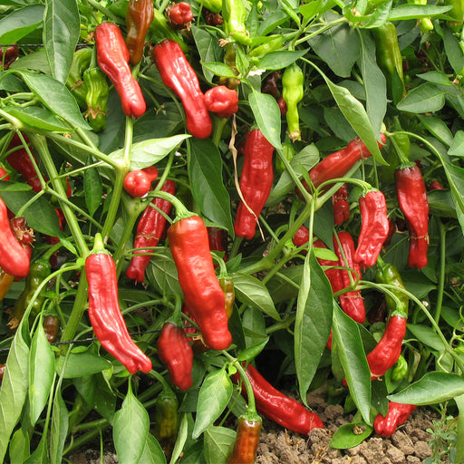 Ripe red chili peppers and some green peppers growing on a healthy plant. Garden fresh hot peppers.