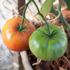 Brandywine Pink Tomato Seeds (Organic)