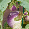 Rosa Bianca Eggplant Seeds (Organic)