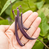 Royalty Purple Pod Bush Bean Seeds (Organic)