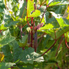 Burgundy Okra Seeds (Organic)