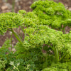 Organic Parsley, Moss Curled