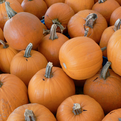 Bright orange pumpkins with stems, piled for fall harvest, autumn decor, or Halloween.