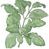 Arugula Greens Seeds (Organic)