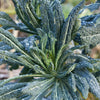 Lacinato Kale Seeds (Organic)