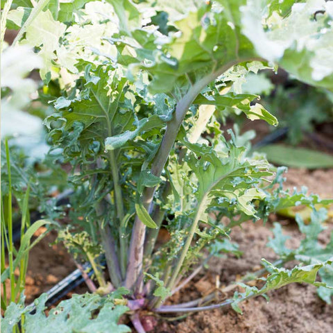 Red Russian Kale Seeds (Organic)