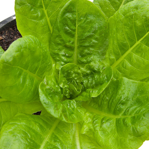 Buttercrunch Lettuce Seeds (Organic)