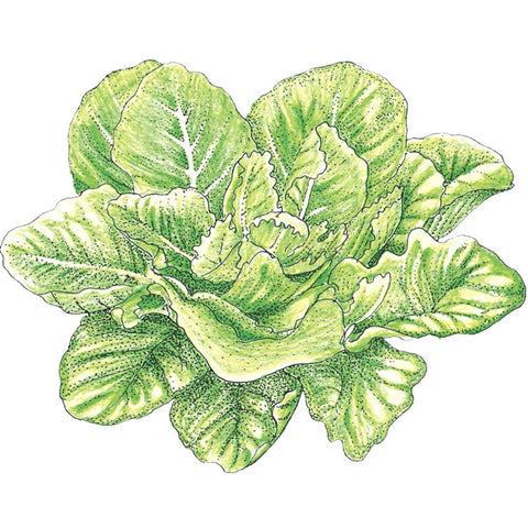 Parris Island Cos Lettuce Seeds (Organic)