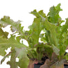 Red Salad Bowl Lettuce Seeds (Organic)