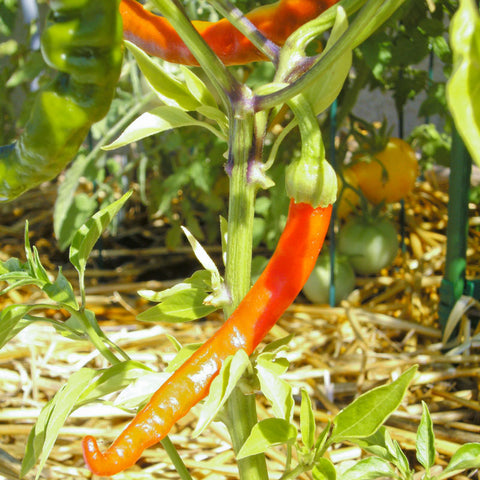 Hot Cayenne Slim Pepper Seeds (Organic)
