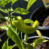 Marconi Red Sweet Pepper Seeds (Organic)