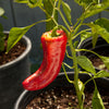 Marconi Red Sweet Pepper Seeds (Organic)