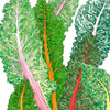 Five Color Silverbeet Chard Seeds (Organic)