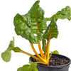 Five Color Silverbeet Chard Seeds (Organic)