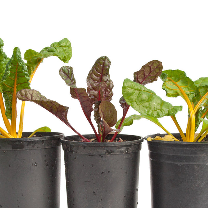 Five Color Silverbeet Chard Seeds (Organic)