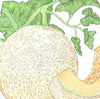 Honeyrock Melon Seeds (Organic)
